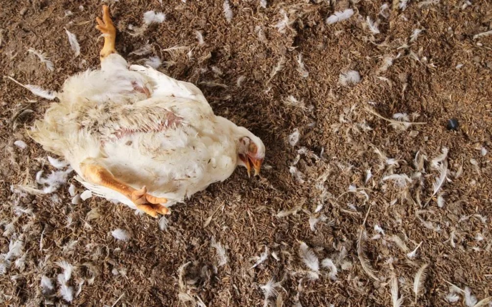 Un volatile mort étendu sur un sol recouvert de plumes et de débris organiques