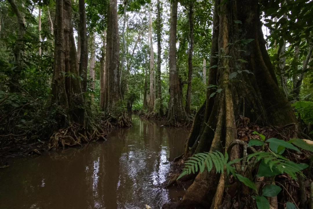 Forêt dense traversée par un cours d'eau calme entouré d'arbres aux troncs larges et de végétation abondante