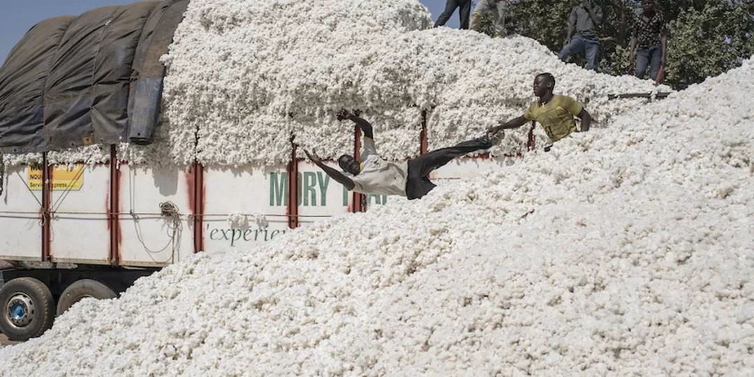 Un homme joue en sautant dans une énorme montagne de coton devant un camion chargé de coton