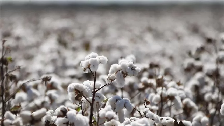 Champ de coton blanc à maturité sous un ciel clair avec des plantes dispersées en avant-plan