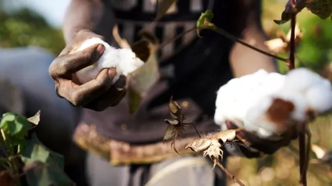 Mains d’une personne récoltant du coton blanc mature sur la plante dans un champ ensoleillé