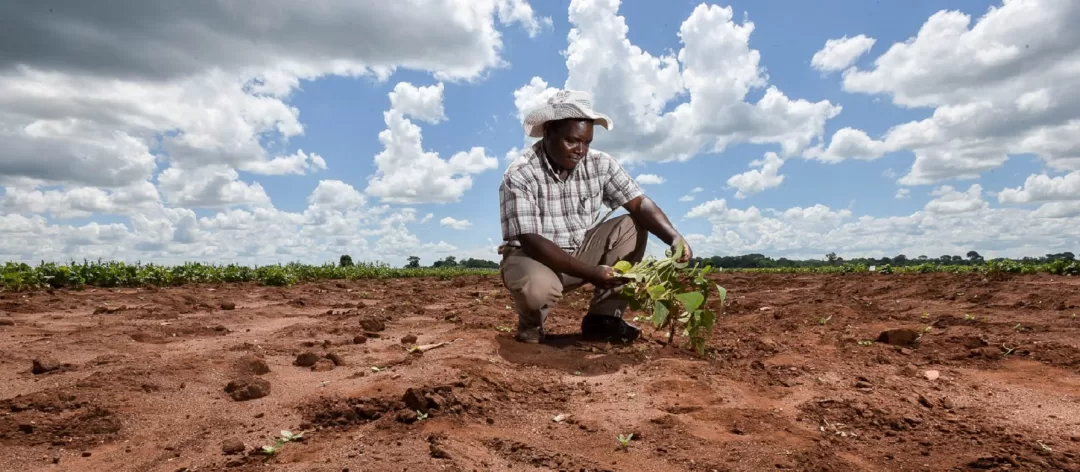 Un homme en chapeau blanc examine une jeune plante dans un champ vaste sous un ciel nuageux