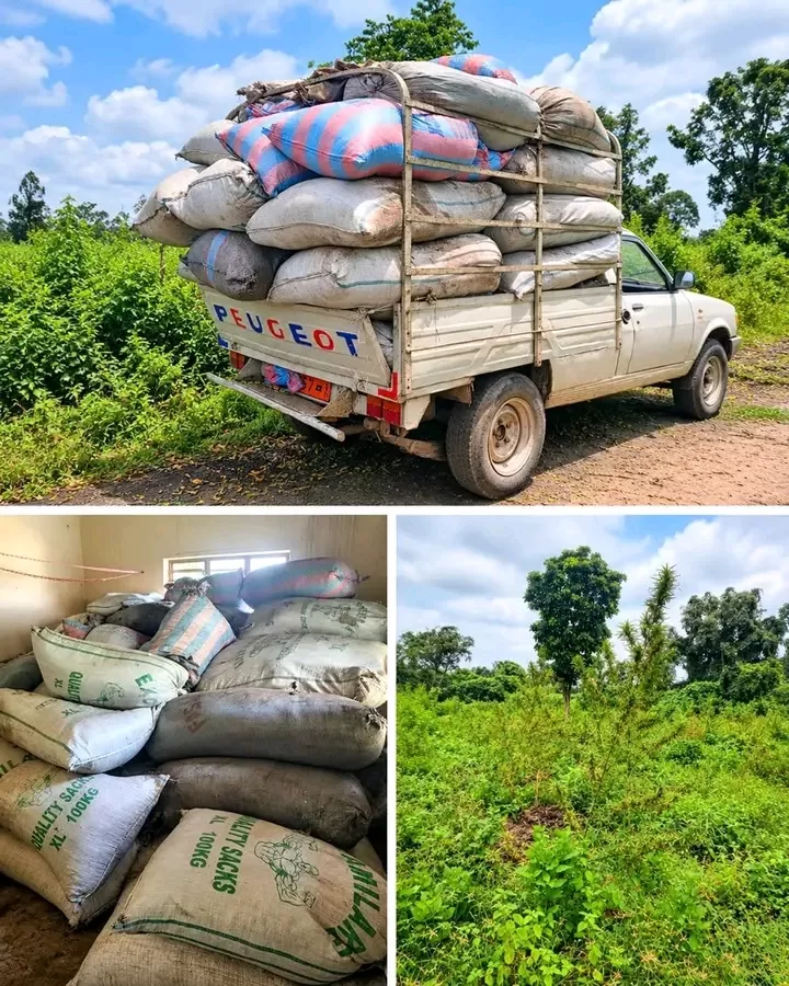 Un bâché Peugeot transportant des sacs de chanvre indien saisis par la police