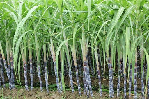Champ dense de cannes à sucre aux tiges noires et feuilles vertes dressées sur un sol cultivé humide