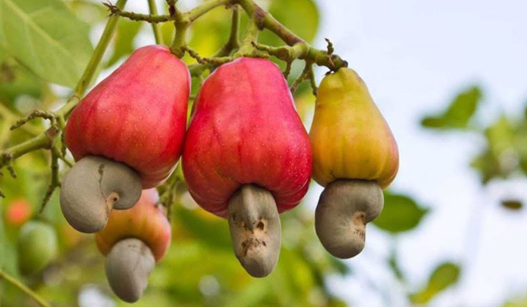 Fruits de cajou rouges et jaunes suspendus à leur arbre avec les noix attachées dessous