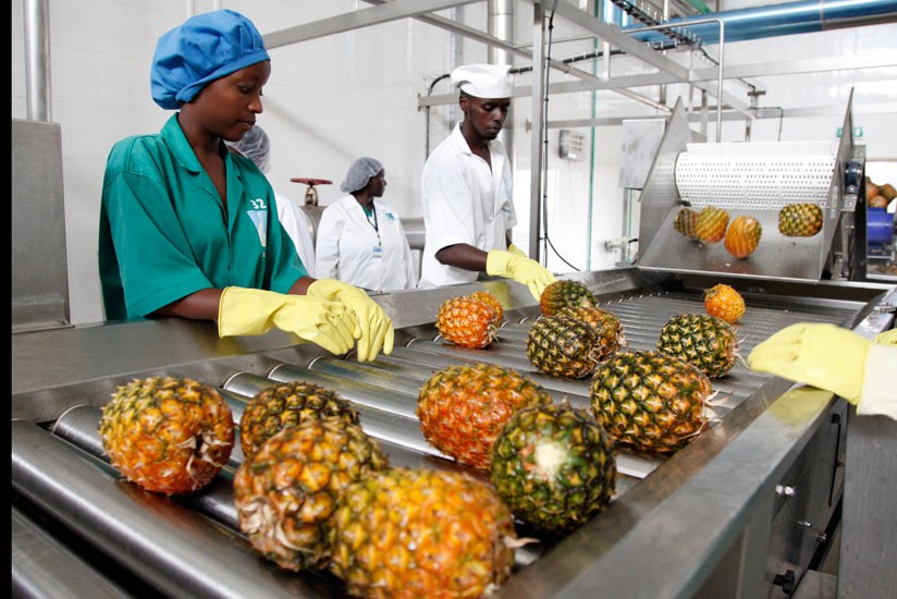 Des ouvriers en tenue et gants jaunes trient des ananas sur une chaîne de production dans une usine agroalimentaire