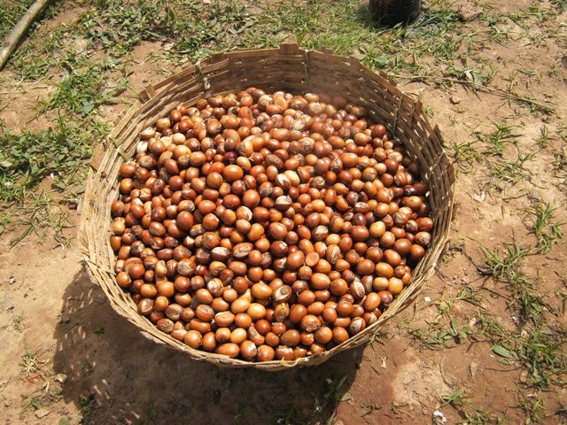 Panier en osier rempli d'amandes de karité posées sur un sol herbeux
