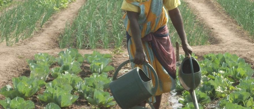 Une personne arrose des rangées de plants dans un champ agricole sous le soleil