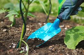 Main gantée utilisant une petite pelle bleue pour travailler la terre autour de jeunes plants verts