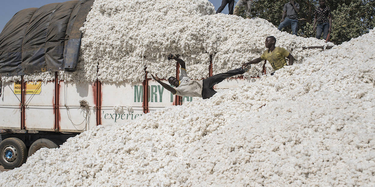 Un homme joue en sautant dans une énorme montagne de coton devant un camion chargé de coton