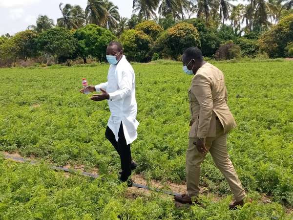 Deux hommes masqués marchent dans un champ cultivé entouré de palmiers et d’arbres verdoyants