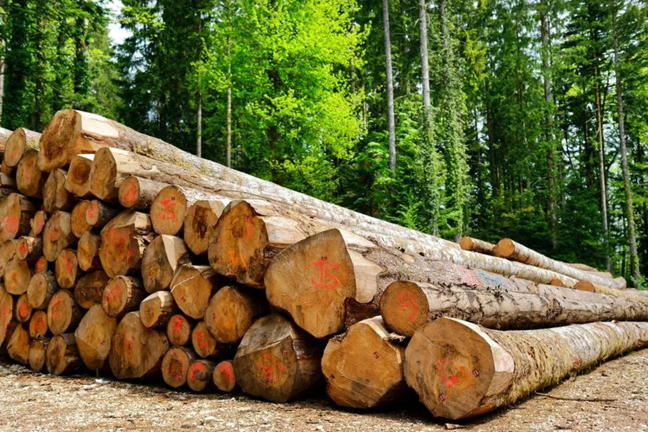 Stères de grumes empilées dans une forêt dense avec marquages rouges sur les coupes transversales du bois