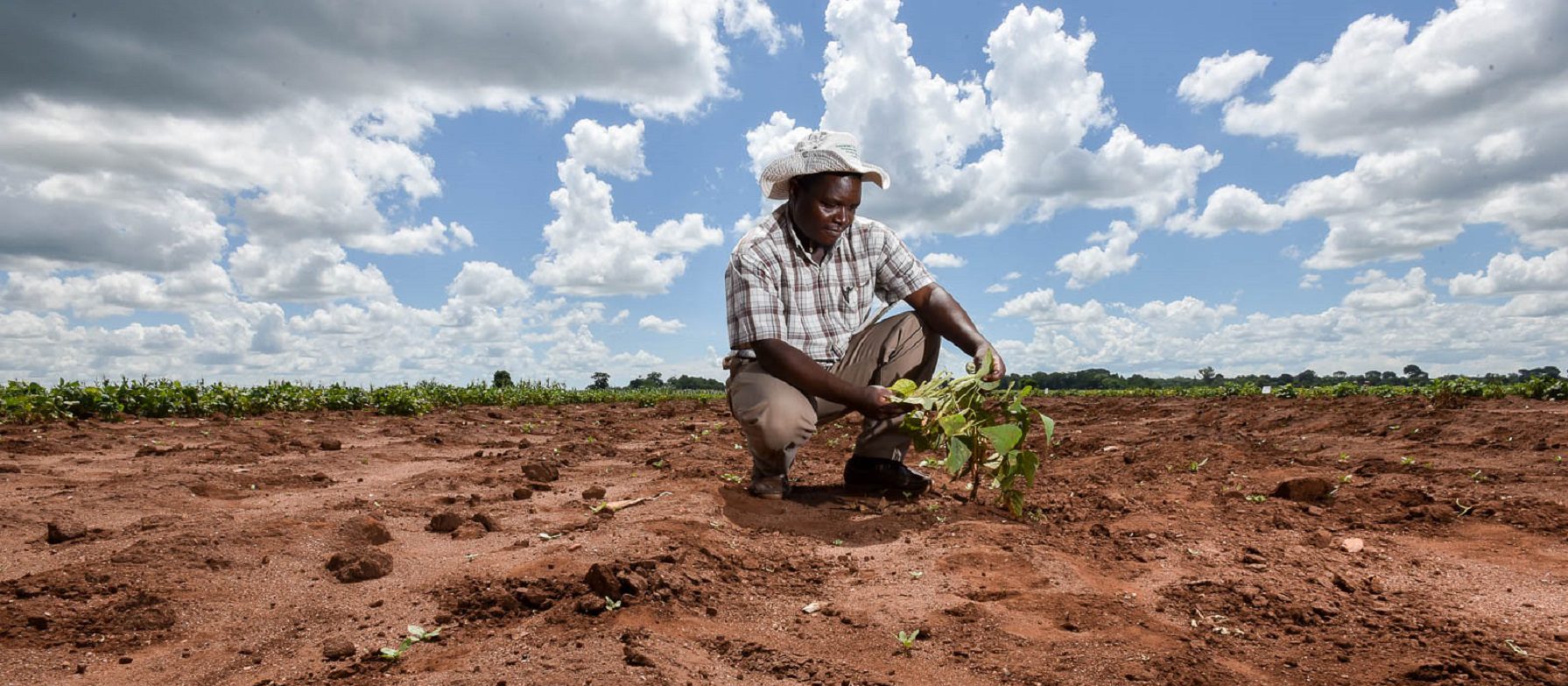 Un homme en chapeau blanc examine une jeune plante dans un champ vaste sous un ciel nuageux