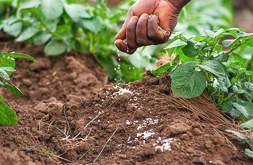 Main noire répandant de l'engrais granulaire blanc sur une rangée de jeunes plants dans un champ humide